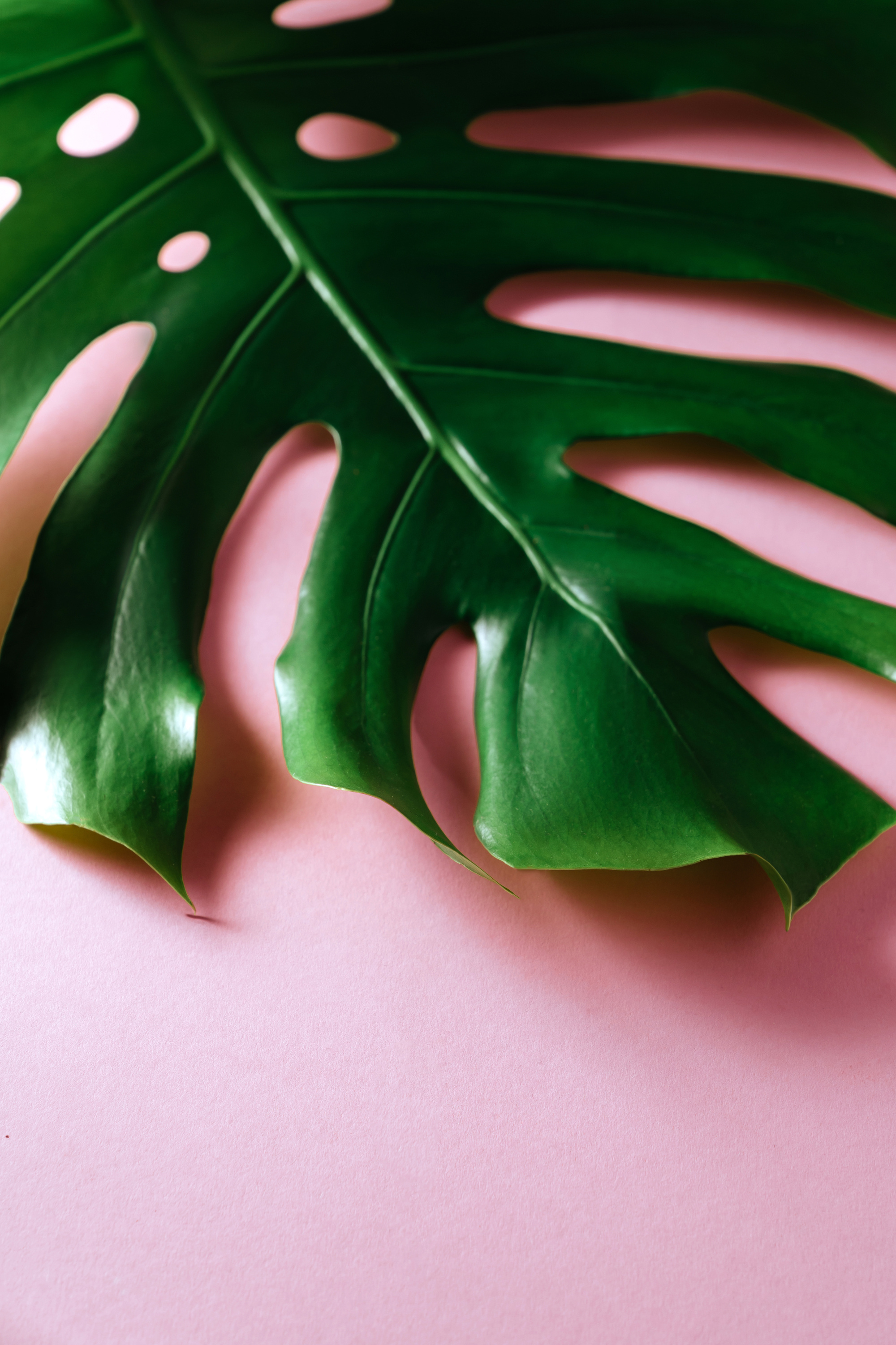 Tropical Leaves Monstera on Pink Background